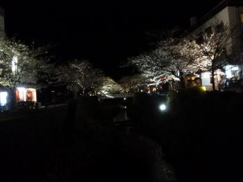 夜桜もキレイ