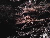夜桜。バルブにしないときちんと写らないかな？