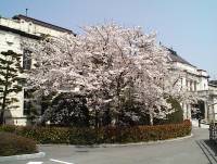 県政資料館前の桜